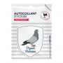 Autocollant sticker Parisiens Parisiennes Pigeon parisien