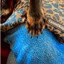 Sac bandoulière de transport pour animal Camel Leopard